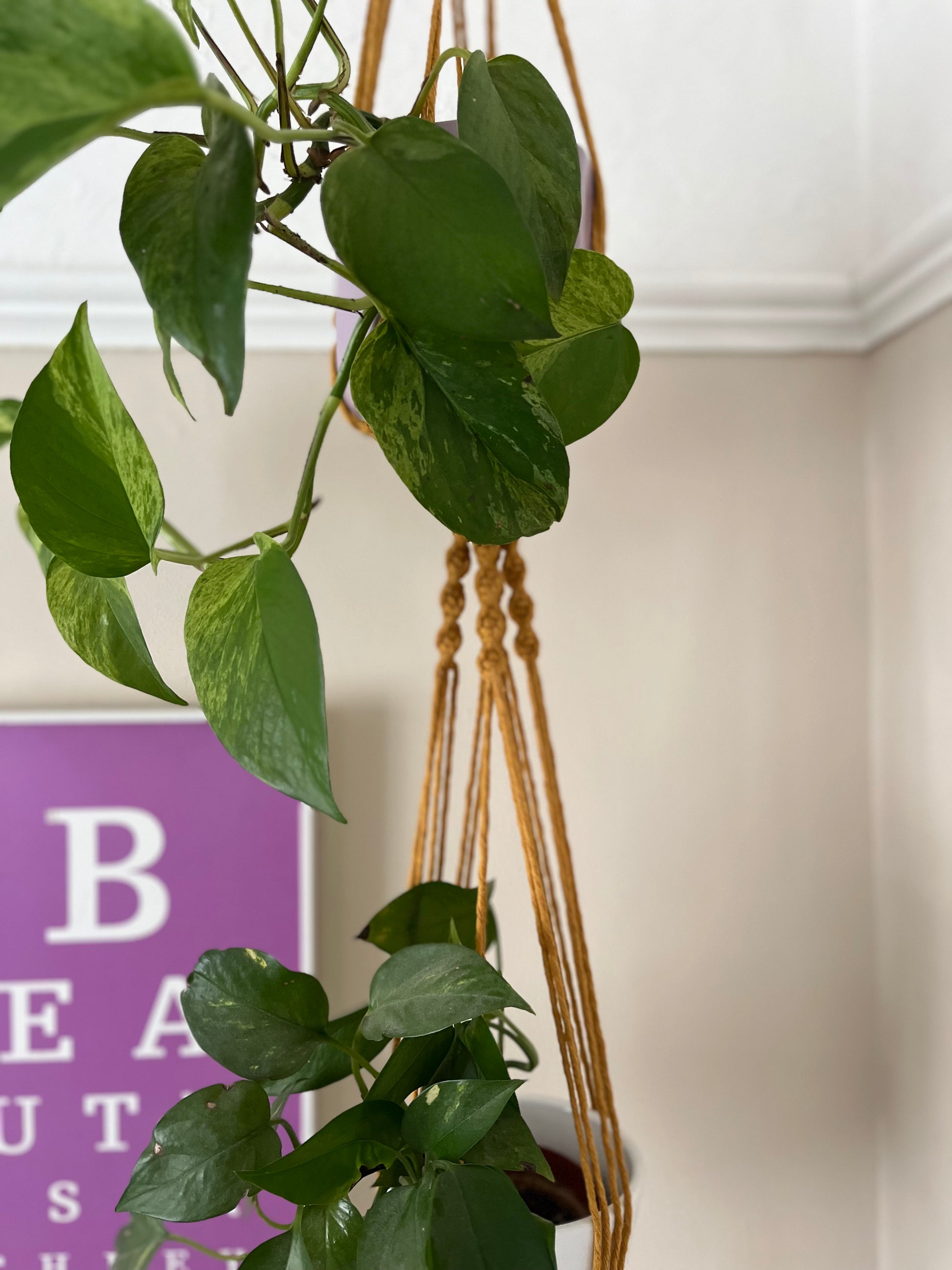 A hanging golden pothos plant with lush green leaves is suspended by a handmade Double macramé plant hanger crafted from recycled cotton in a bright room. In the background, part of a purple sign with the letters "B" and "E A" is visible. The Double macramé plant hanger is by Macra-Made-With-Love.