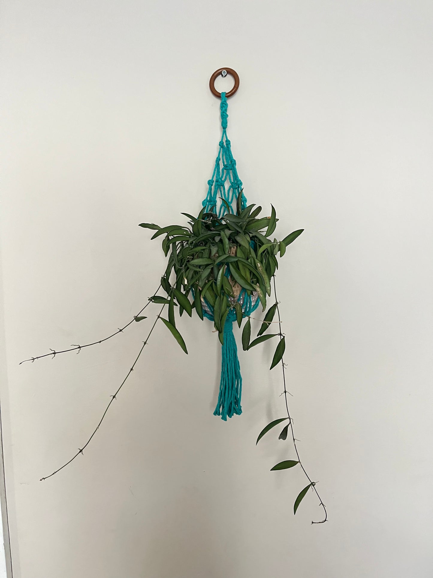 Hanging Basket for Indoor Plants