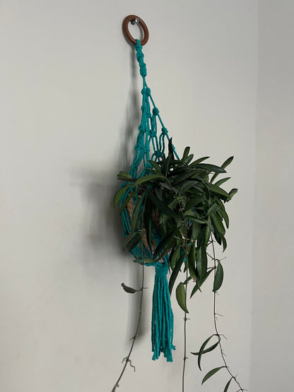 Hanging Basket for Indoor Plants