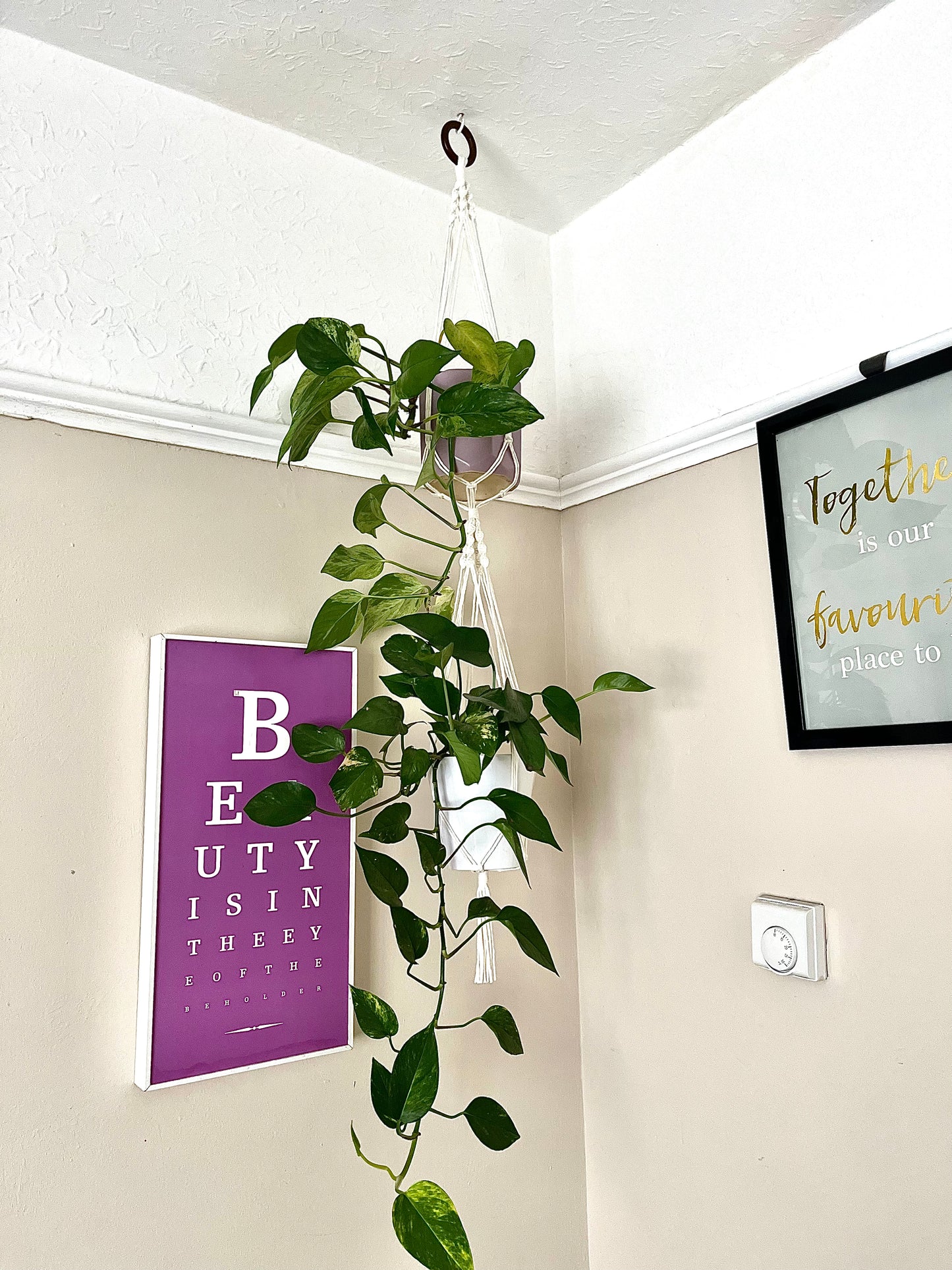 A corner of a room with a lush hanging plant in a Macra-Made-With-Love Double macramé plant hanger suspended from the ceiling. The walls are decorated with framed prints; one says "BEAUTY IS IN THE EYE OF THE BEHOLDER" in purple, and another has a quote starting with "Together is our favourite...".