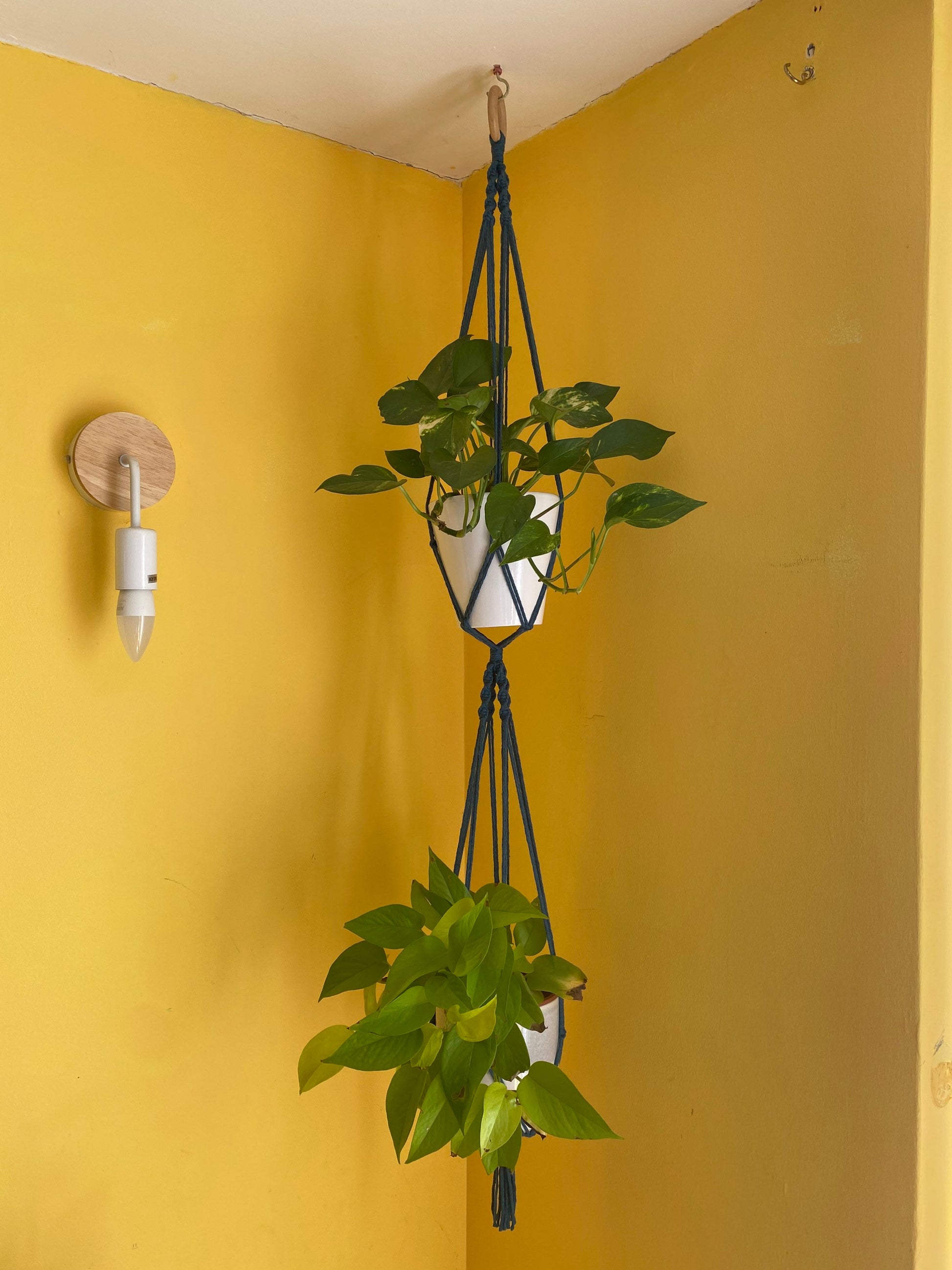 Two green plants in ceramic pots, suspended vertically in a large double macramé plant hanger, made with dark grey yarn and a wooden hanging ring, in the corner of a room with yellow walls. 