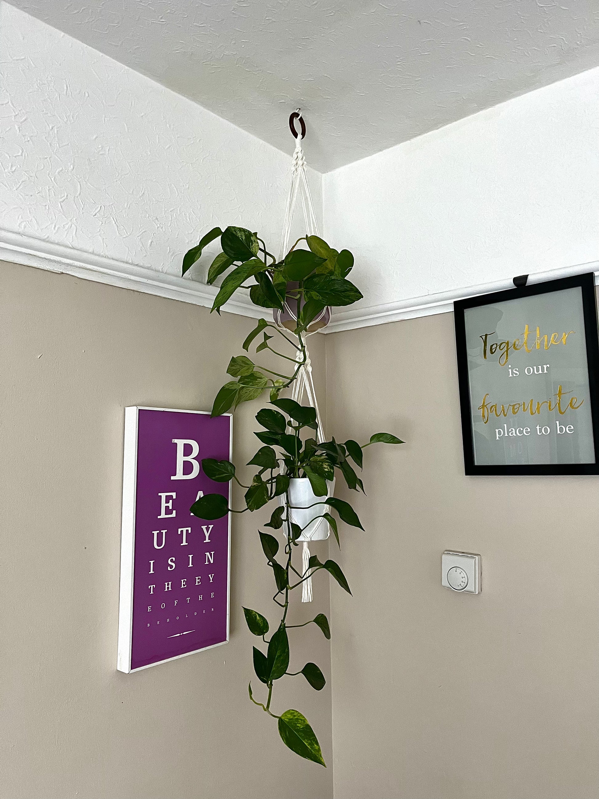 Two long trailing plants in ceramic pots, suspended vertically in a large double macramé plant hanger, made with natural yarn and a wooden hanging ring, in the corner of a room with beige walls. There are two pictures on the walls nearby. 