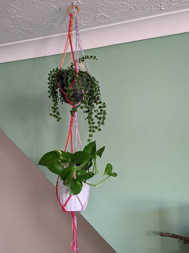 Two green plants in ceramic pots, suspended vertically in a large double macramé plant hanger, made with rainbow coloured yarn and a wooden hanging ring, in the corner of a room with two tone walls. 