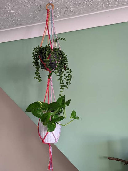 Two green plants in ceramic pots, suspended vertically in a large double macramé plant hanger, made with rainbow coloured yarn and a wooden hanging ring, in the corner of a room with two tone walls. 