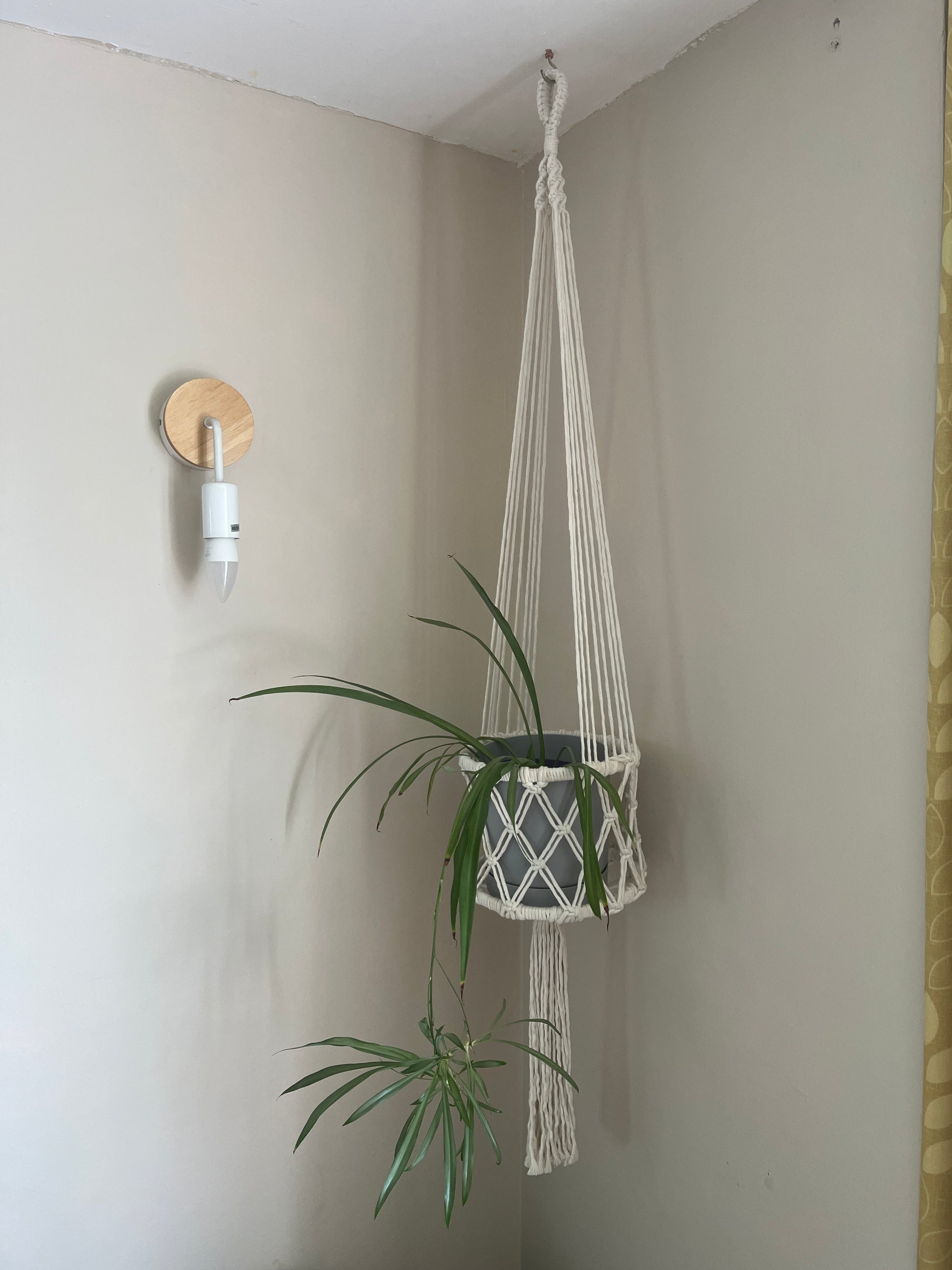 Green spider plant in a long macrame basket style holder against a beige wall with a light fixture.