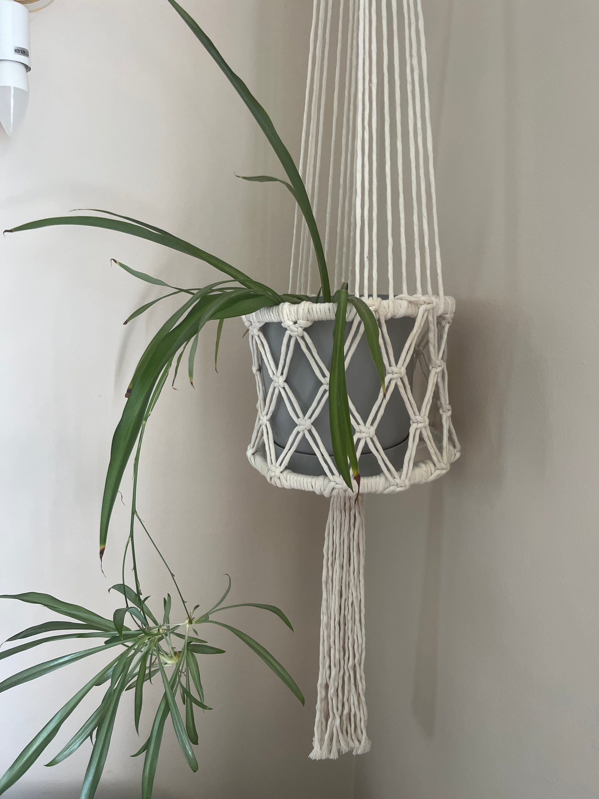 Close up of a green spider plant in a macrame basket style holder against a beige wall.