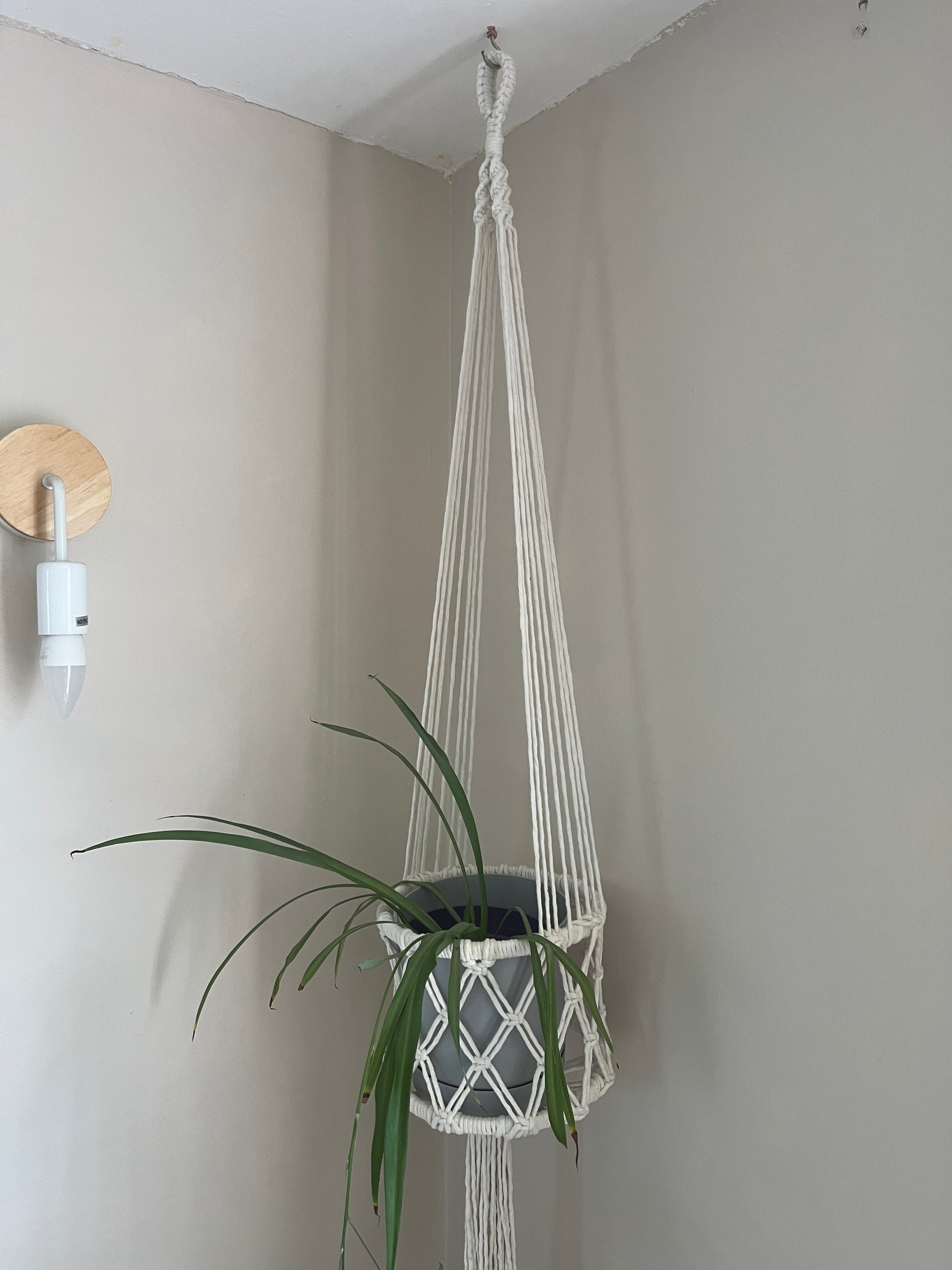 Green houseplant in a long macrame basket style holder against a beige wall with a light fixture.
