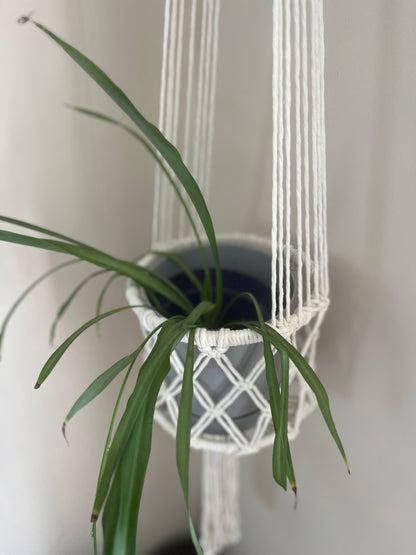 Hanging plant in a macrame holder against a plain background