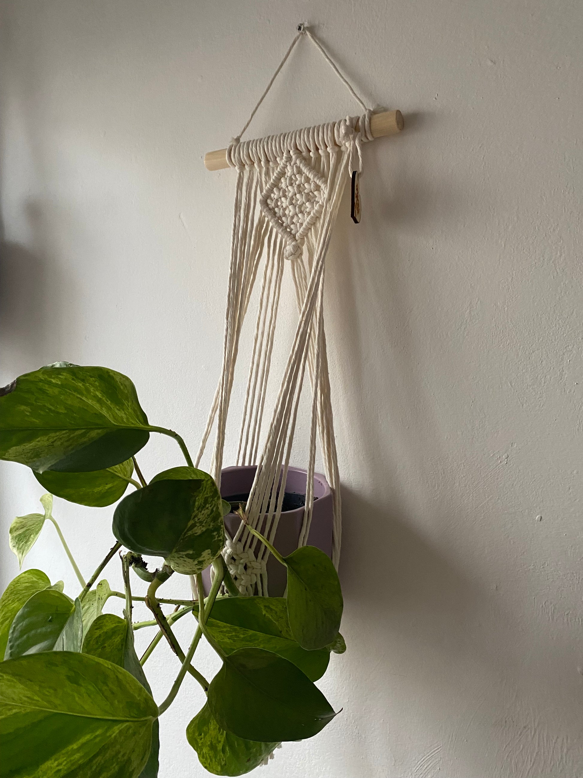 A green leafy plant suspended against a white wall in a handmade macrame plant holder, made with natural cotton on a pale wood dowel 