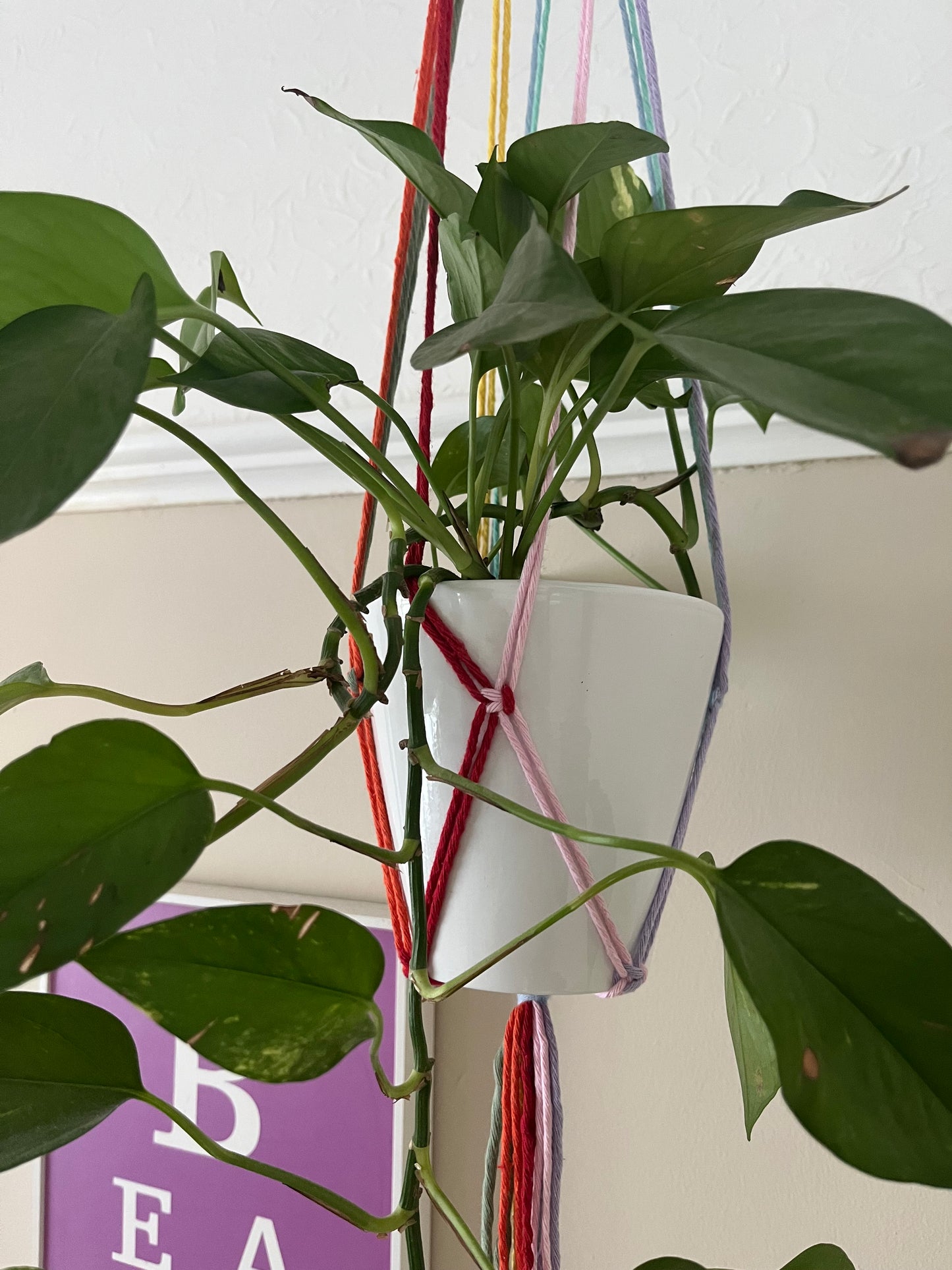 Close up of a multicoloured macramé plant hanger supporting a long trailing green potted plant.