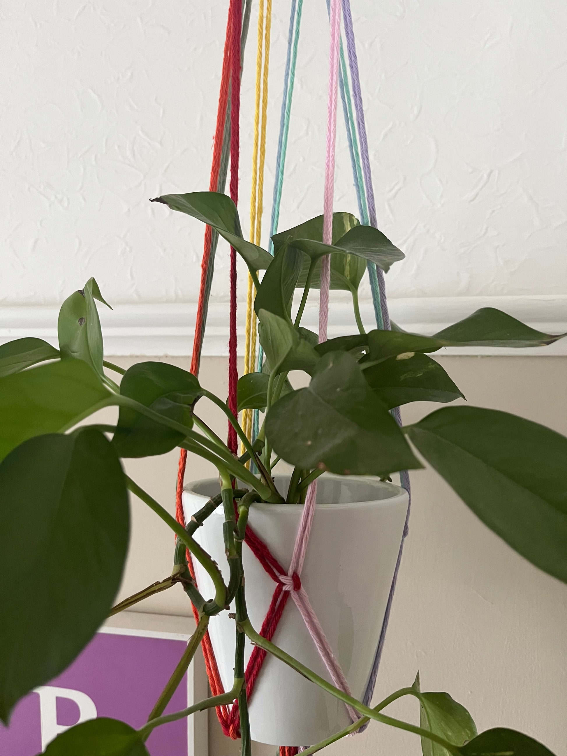 Close up of a multicoloured macramé plant hanger supporting a long trailing green plant in a white ceramic plant pot.