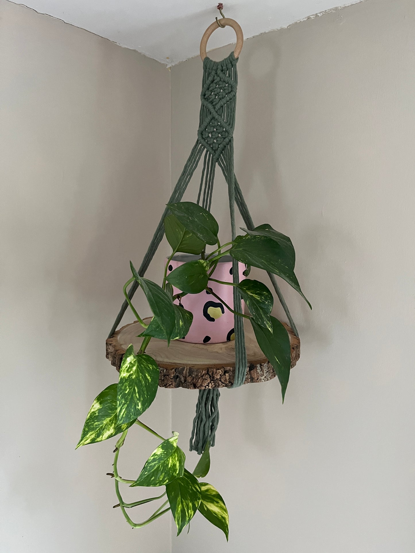 Long trailing plant in a pink pot, on a wood slice shelf made with green yarn, against a plain wall