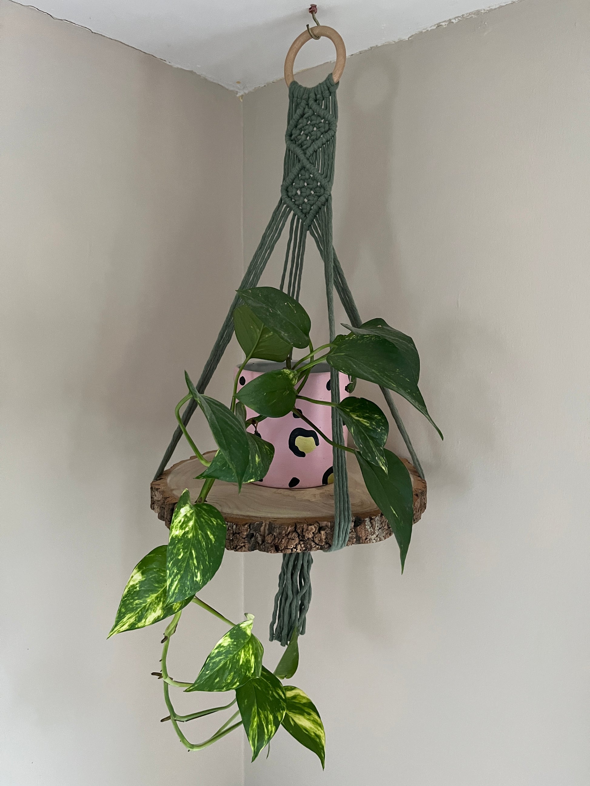 Long trailing plant in a pink pot, on a wood slice shelf made with green yarn, against a plain wall