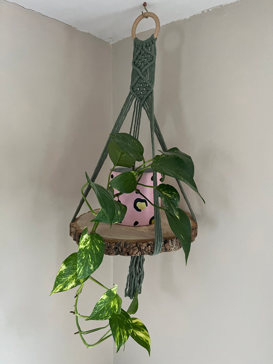 Long trailing plant in a pink pot, on a wood slice shelf made with green yarn, against a plain wall
