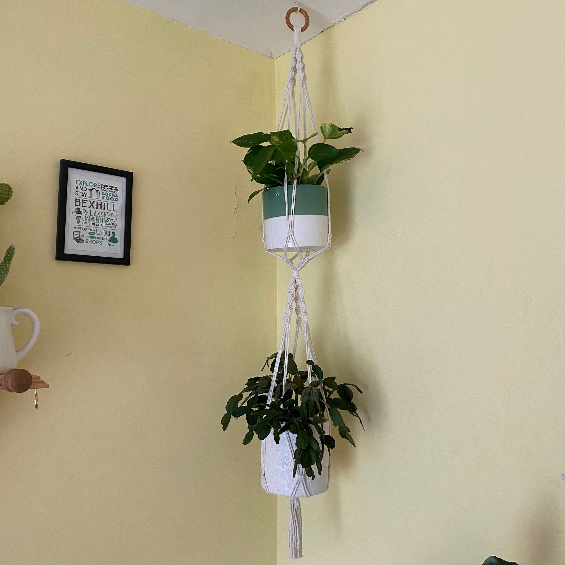 Two green plants in ceramic pots, suspended vertically in a large double macramé plant hanger, made with natural yarn and a wooden hanging ring, in the corner of a room with yellow walls. 