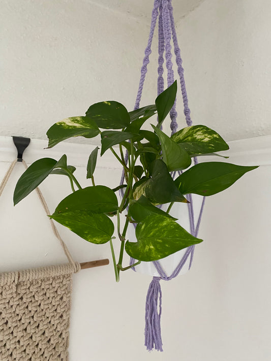 Macra-Made With Love short colourful macrame plant hanger lilac