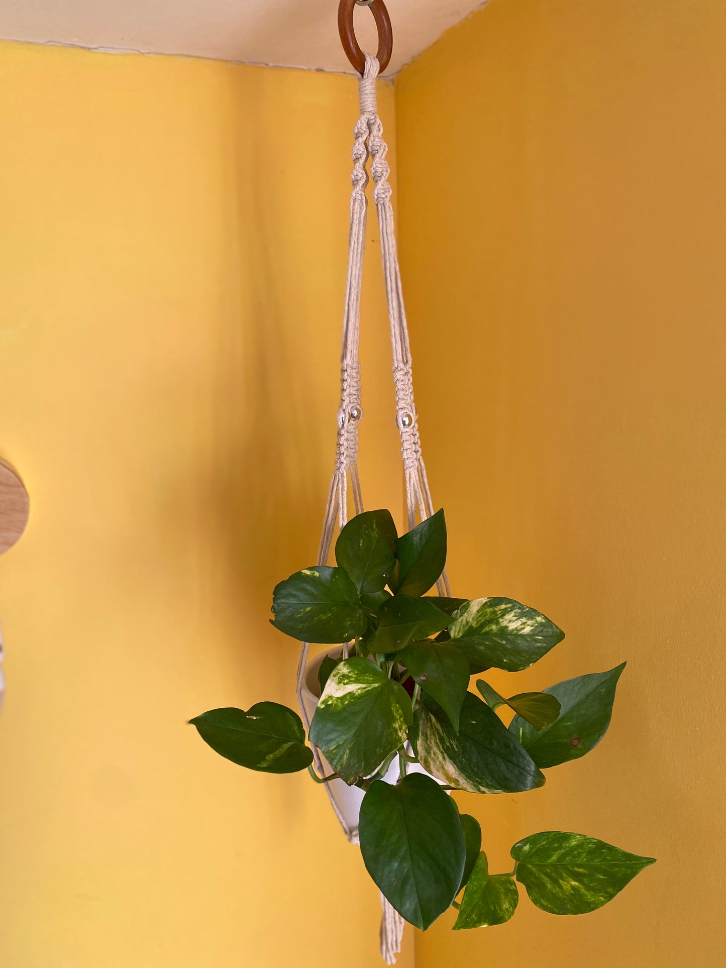 Natural eco friendly disco ball indoor plant hanger