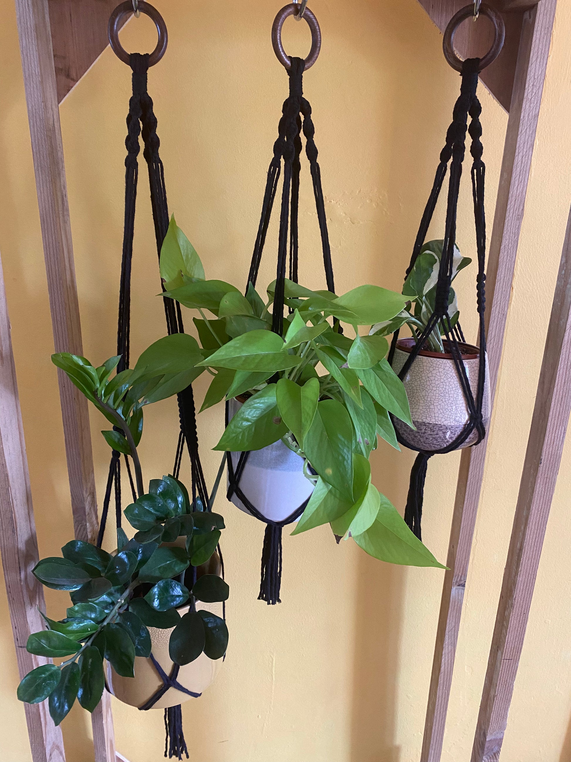 3 green leafy plants in ceramic pots, hang from a wooden frame in black handmade macrame plant hangers of varying lengths, with wooden rings at the top and a yellow wall behind.