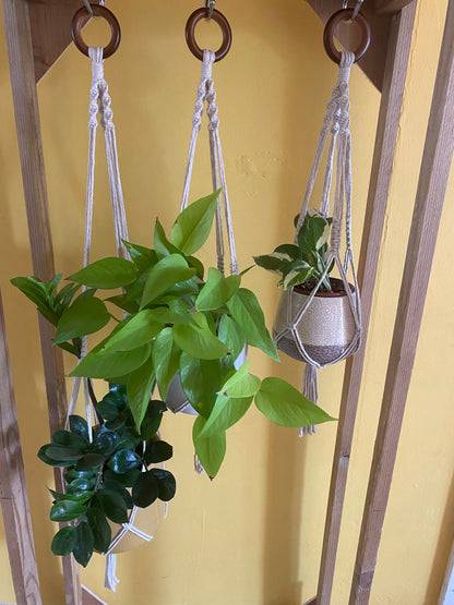 3 green leafy plants in ceramic pots, hang from a wooden frame in natural handmade macrame plant hangers, with wooden rings at the top with a yellow wall behind.