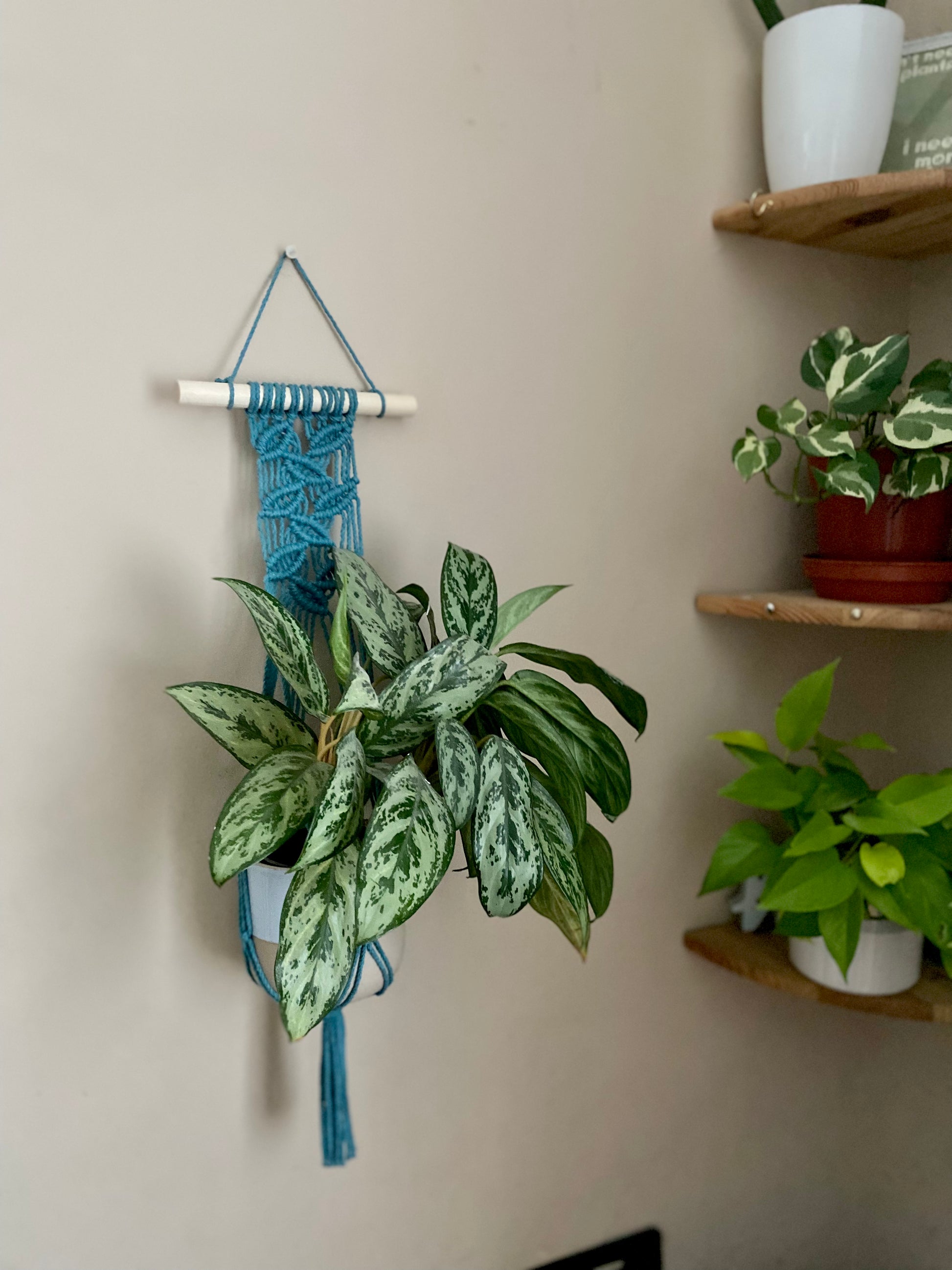 A large green leafy plant hanging in a wall hanging macrame plant hanger with intricate falling leaf pattern, made with teal blue recycled cotton on a wood dowel. There are two other houseplants on corner shelves nearby. 