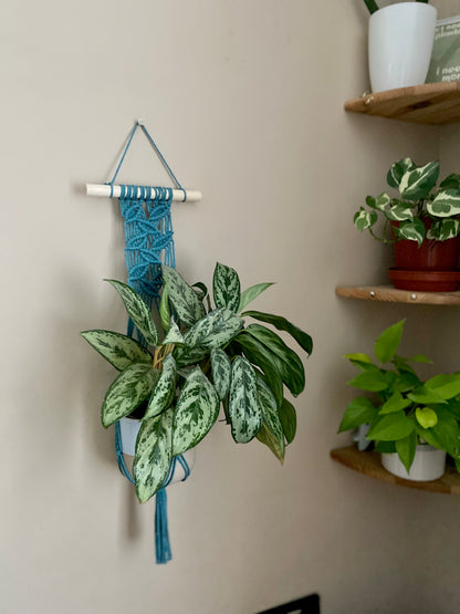 A large green leafy plant hanging in a wall hanging macrame plant hanger with intricate falling leaf pattern, made with teal blue recycled cotton on a wood dowel. There are two other houseplants on corner shelves nearby. 