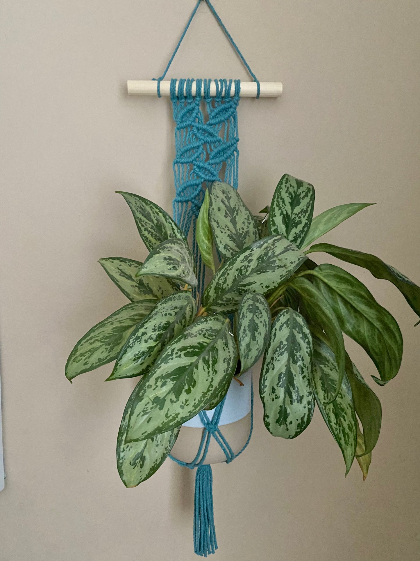 A large green leafy plant sits inside a wall hanging plant hanger, made with teal blue recycled cotton on a wooden dowel. 